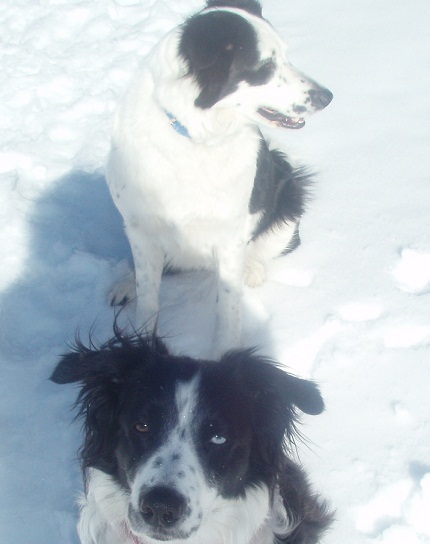 korvgrillning med hundar vinter 003.JPG
