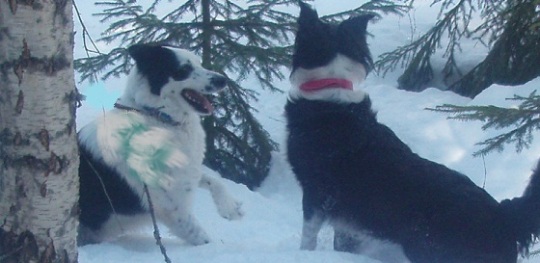 korvgrillning med hundar vinter 008.JPG
